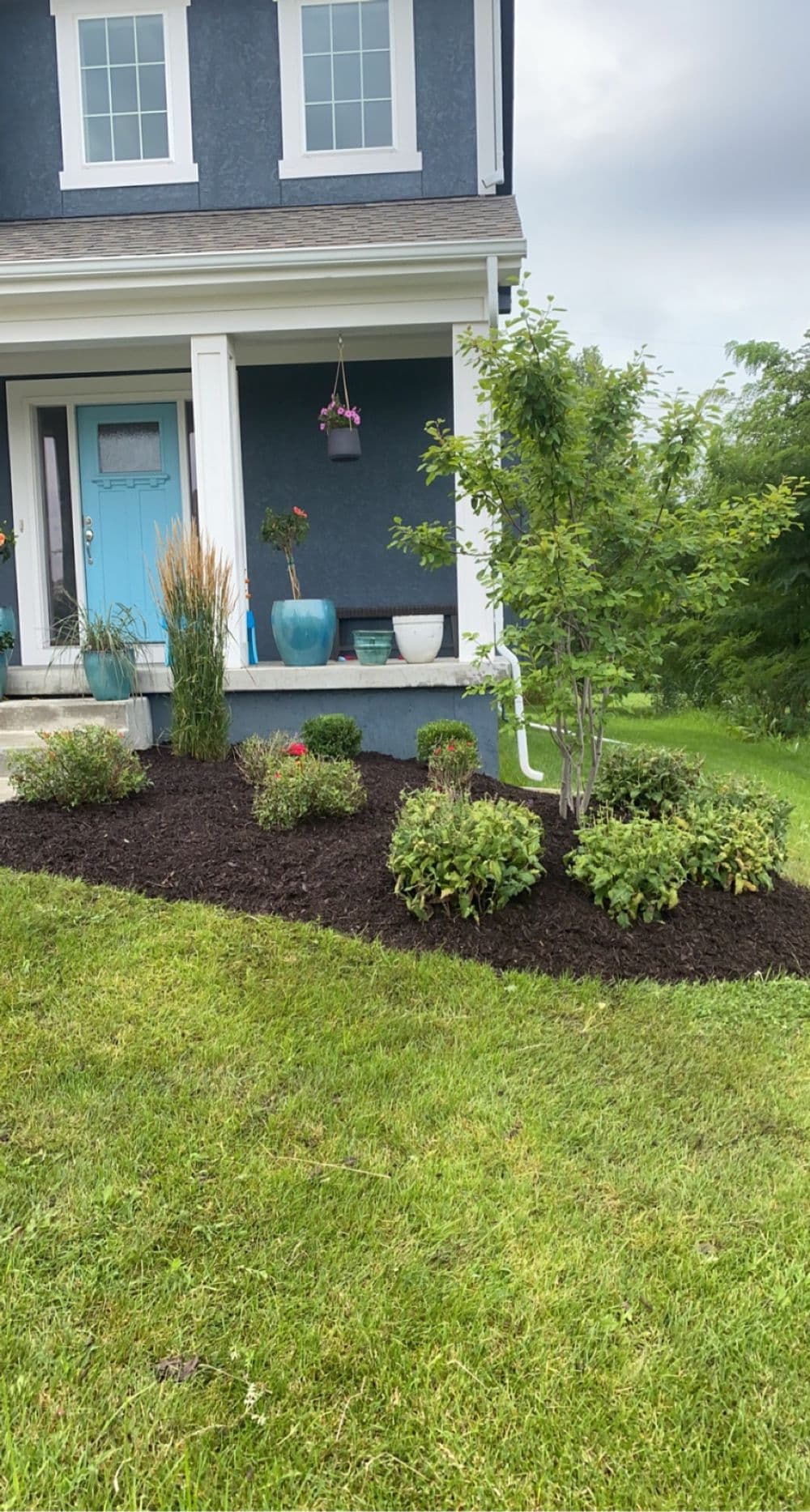 Landscaped garden with mulch, shrubs, and blue door on a house exterior.